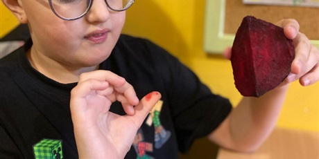 Powiększ grafikę: Chłopiec dotyka buraczka przepołowionego na pół, patrzy na kolor palca wybrudzonego burakiem.