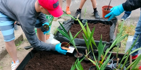 Powiększ grafikę: 5.	Uczeń pochylony nad grządką sadzi roślinę. 