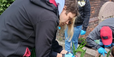 Powiększ grafikę: 5.	Uczeń pochylony nad grządką sadzi roślinę