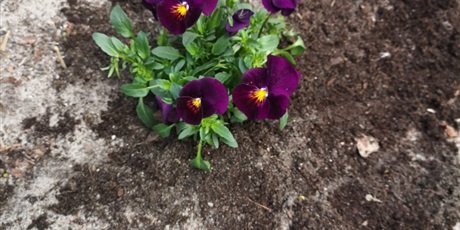 Powiększ grafikę: Zdjęcie fioletowego kwiatka w czarnoziemiu